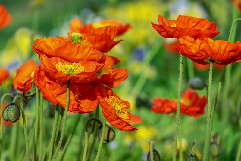 Remembrance Poppy